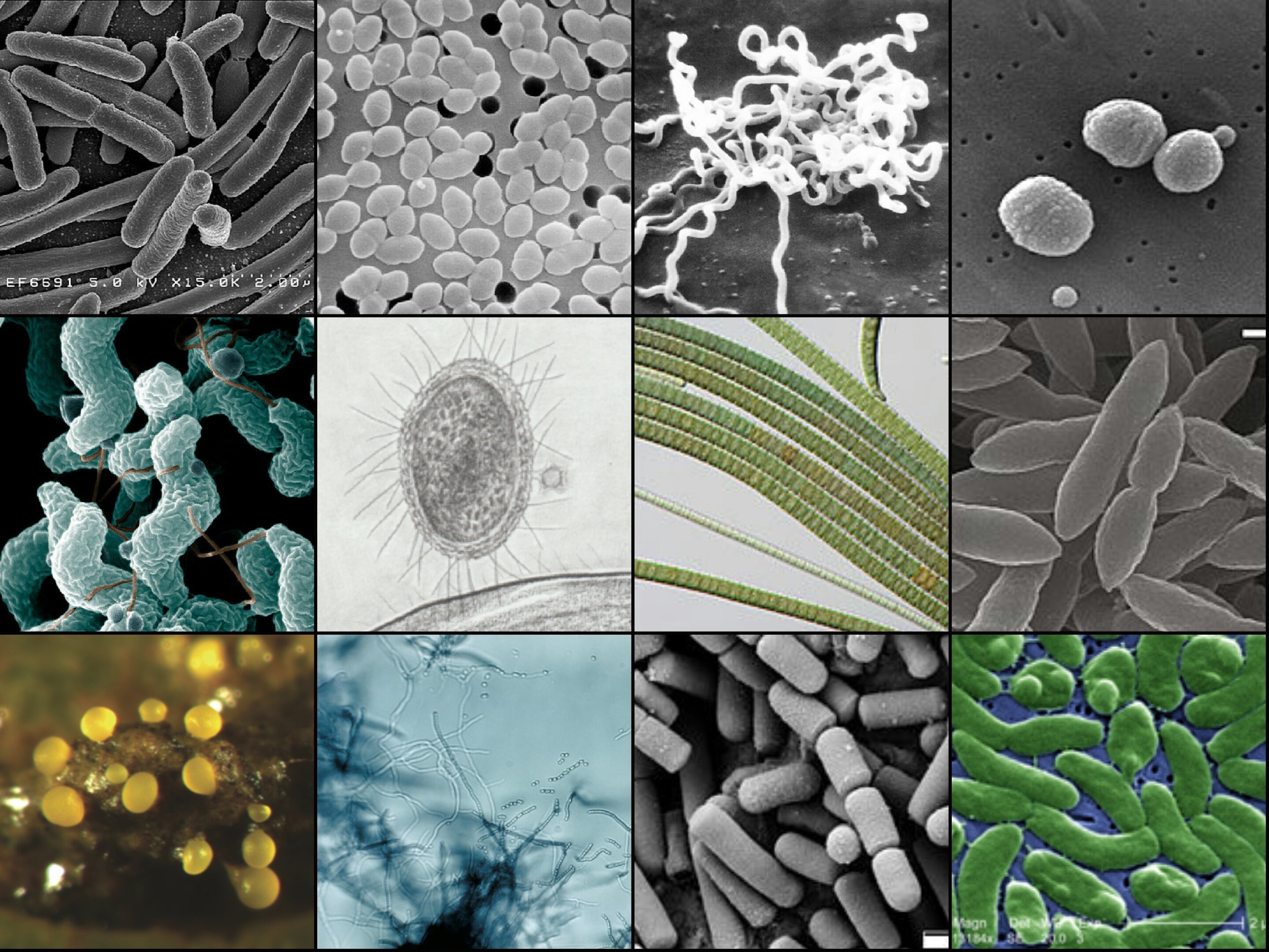 Filtering, Sanitizing, Sterilizing, Purifying, and Disinfecting Water: What’s the Difference?