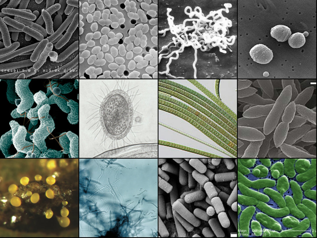 Filtering, Sanitizing, Sterilizing, Purifying, and Disinfecting Water: What’s the Difference?